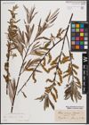 Foto von Salix eleagnos Scop.